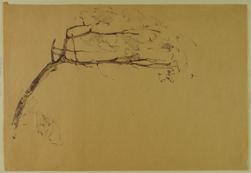1940-1950 ca. - Albero